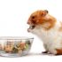 So ernährt man Meerschweinchen richtig