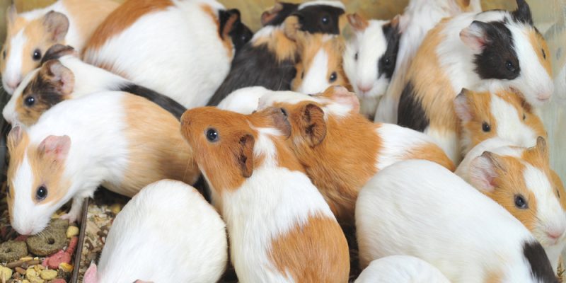 Meerschweinchen – die Brunst