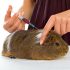 So ernährt man Meerschweinchen richtig