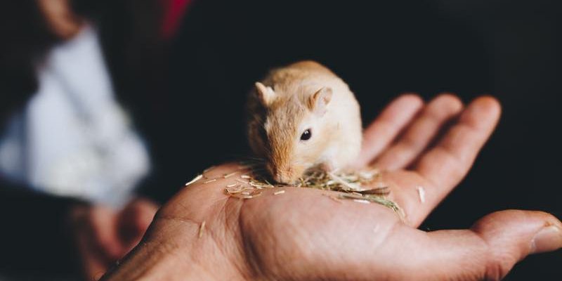 Die richtige Ernährung für Wüstenrennmäuse